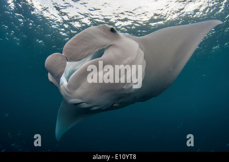 Manta ray, Palau (Manta birostris) Foto Stock