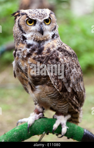 Close-up verticale di un bengal il gufo reale come parte di una statica display falconary presso il Cimitero di Nunhead open day. Foto Stock