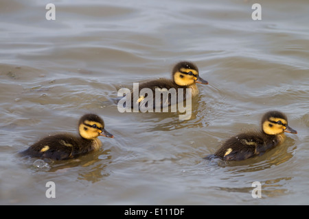 Germano reale Anas platyrhynchos appena tratteggiato covata anatroccolo Foto Stock