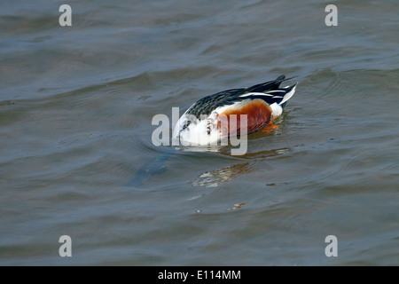 Shoveler Anas clypeata alimentazione Drake Foto Stock