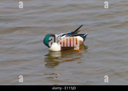 Shoveler Anas clypeata drake preening Norfolk Foto Stock