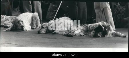 Febbraio 02, 1976 - Cruff's Dog Show all'Olympia. Ci si può attendere. La foto mostra: Tre Setter inglese fatte a loro agio mentre Foto Stock