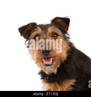 Ritratto di un giovane nero e tan Terrier cane Foto Stock