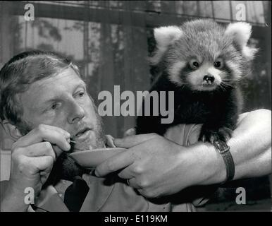 Sett. 09, 1976 - un albero rosso Panda è trascurato da sua madre la foto mostra: tempo di alimentazione per il basilico, un albero rosso panda nato a Whipsnade Zoo in giugno e approvato da parte degli allevatori dopo essere stato trascurato da sua madre. Foto Stock