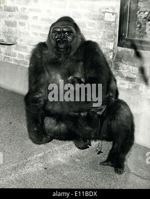 Lug. 16, 1976 - Nuovo Baby Gorilla nato presso il London Zoo: Lomie, il 11 enne Gorilla, diede alla luce il suo bambino, il primo bambino Foto Stock