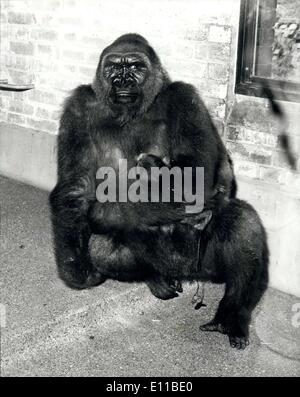 Lug. 16, 1976 - Nuovo Baby Gorilla nato presso lo zoo di Londra : Lomie, il 11-anno-vecchio Gorilla ha dato nascita al suo bambino, il primo gorilla del bambino di essere nato a lo zoo di Londra, questa mattina. Il padre è il Bristol Zoo del gorilla Sansone. Il bambino pesava circa 4 1/2 lb alla nascita. Lomie era stata incinta per 256 giorni. La foto mostra Lomie culle il suo neonato nelle sue braccia quando ha fatto il suo debutto presso il London Zoo oggi. Foto Stock