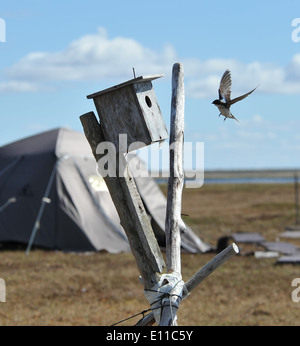 Una rondine di alberi si prepara ad atterrare nel suo nido durante l'estate in Alaska. Questi uccelli migratori sono noti per i loro modelli di volo acrobatico e sono importanti per il controllo degli insetti nei loro habitat. Foto Stock