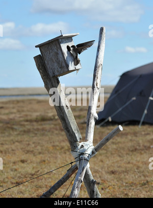 Un albero inghiottisce con successo atterra nel suo nido box durante l'estate in Alaska. Le rondini degli alberi sono importanti uccelli insettivori che aiutano a controllare le popolazioni di zanzare e prosperano in habitat aperti con siti di nidificazione disponibili. Foto Stock