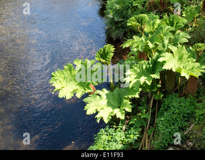 Gunnera manicata, Gunnera tinctoria - Rabarbaro Gigante, Gunnera gigante che cresce su un argine, Cornwall, Regno Unito Foto Stock