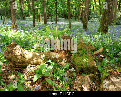 Albero caduto in un bosco con bluebells e aglio selvatico, Cornwall, Regno Unito Foto Stock