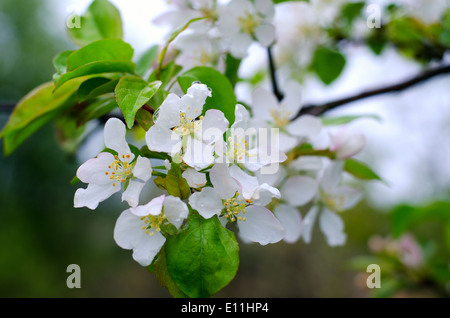Il ramo di pere con fiori di colore bianco in gocce di pioggia Foto Stock
