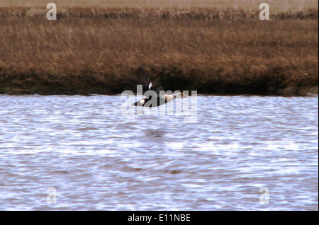 Re Eider maschio in volo Foto Stock