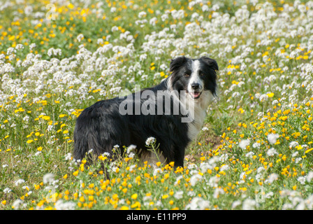 Border Collie in un campo di fiori Foto Stock