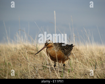 Il Godwit dalla coda di Bar, una specie di uccelli migratori, si osserva durante la stagione estiva dei campi in Alaska, mostrando il suo ruolo negli ecosistemi della regione. Foto Stock