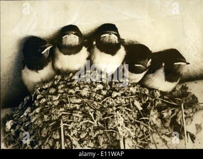 Agosto 19, 1980 - Fame uccelli Baby attendere per la madre di tornare al nido con cibo ESS.co Foto Stock