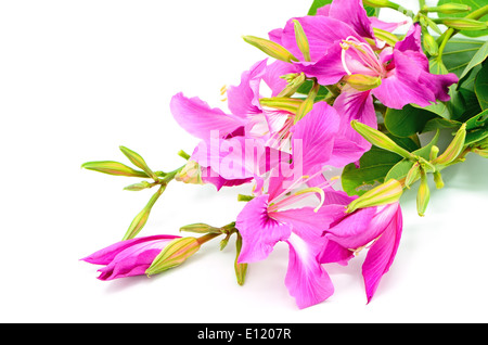 Bellissimo fiore rosa, Bauhinia purpurea, isolato su uno sfondo bianco Foto Stock