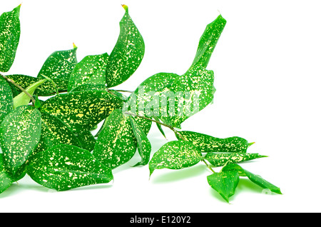 Fogliame, foglie di dracaena, polvere d'oro dracaena macchiato o dracaena, modulo di colore verde, isolato su sfondo bianco Foto Stock