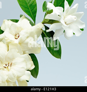 White Gardenia fiore o Cape Jasmine (Gardenia jasminoides), isolata su uno sfondo blu Foto Stock