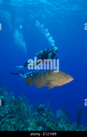 Subacqueo e il raggruppatore Foto Stock