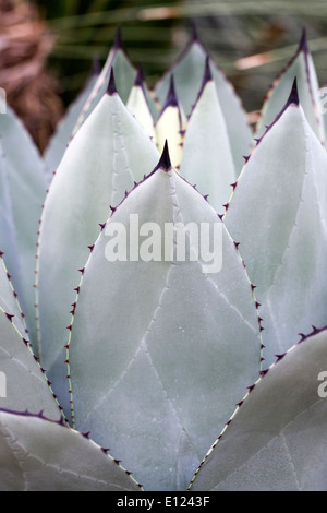 Agave parryi crescono in un ambiente protetto. Foto Stock