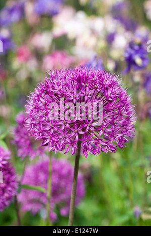 Allium hollandicum 'viola sensazione' in un giardino inglese. Foto Stock
