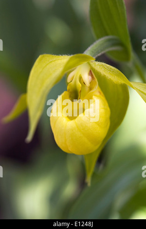 Cypripedium segawae. Giallo slipper orchid in una serra. Foto Stock