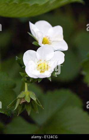 Fiori bianchi di Fragaria. Impianto Strawbwerry Foto Stock