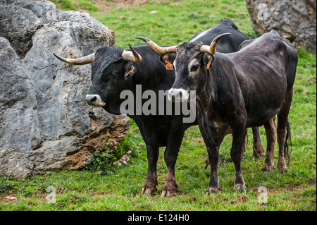 Lo spagnolo Tudanca bull e di mucca, razza primitiva di capi di bestiame da Cantabria, SPAGNA Foto Stock