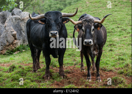 Lo spagnolo Tudanca bull e di mucca, razza primitiva di capi di bestiame da Cantabria, SPAGNA Foto Stock