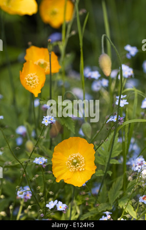 Meconopsis cambrica crescendo in un cottage Inglese giardino tra dimenticare-me-poveri. Foto Stock