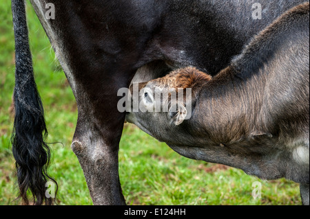 Tudanca vacca vitello lattante, razza primitiva di capi di bestiame da Cantabria, SPAGNA Foto Stock