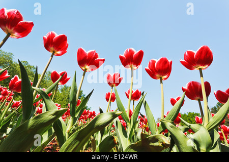 Vista dal basso del decorativo tulipani rossi sul campo dei fiori sul cielo blu sullo sfondo Foto Stock