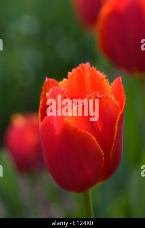 Tulipa 'Ito Holland'. Rosso Tulipano in un giardino di primavera. Foto Stock