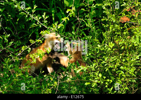 Red Fox kit o i bambini a giocare al di fuori di den. (Vulpes vulpes vulpes) Foto Stock