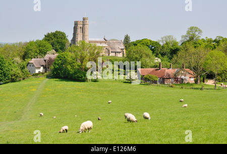 Bucks - Chiltern Hills - Aldershot - vista attraverso i prati con pecore al pascolo a San Pietro + la chiesa di St Paul Foto Stock
