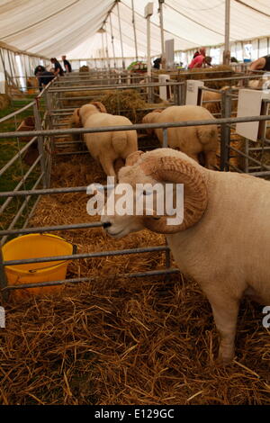 Exeter Devon, Regno Unito. 21 Maggio, 2014. Exmoor avvisatore acustico pecore della Contea di Devon Visualizza Anteprima stampa giorno di credito: Anthony Collins/Alamy Live News Foto Stock