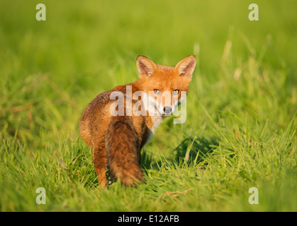 Wild Red Fox (Vulpes vulpes vulpes) Foto Stock