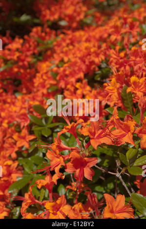 Luminosa fiamma di fuoco di colore arancione-rosso caprifoglio tipo fiori di rododendro arbusto cespuglioso Foto Stock