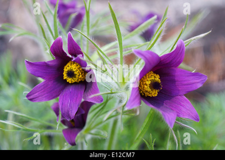 Due molle di "pasque fiori vicino la Pulsatilla rubra Foto Stock