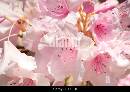 Masse abbondanti di delicati grande fiore rosa pallido e bianco rhododendron azalea fiori Foto Stock