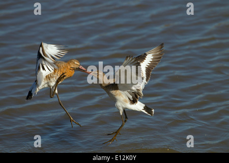 Nero-tailed godwits Limosa limosa uccelli immaturi di lotta contro il territorio di alimentazione Foto Stock