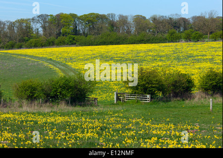 Cowslips Primula veris crescendo in erba dei pascoli su fattoria organica in Norfolk Foto Stock