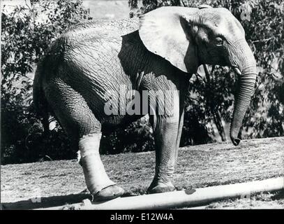 Febbraio 25, 2012 - torna con il Pack dopo una operazione di elefantina; quando un 7.000 pound elefante adulto si rompe una gamba che può essere fatale. Nel selvaggio un elefante colpite non possono cadere preda di nulla, ma probabilmente non riesce a raggiungere il cibo o acqua. Ma quando Mandavu, un dodicenne femmina bush africano Elefante nel Parco degli Animali Selvaggi di San Diego in California, cadde in un più lo scorso settembre e si è fratturato il suo diritto di gamba posteriore anche lei è caduto in buone mani Foto Stock