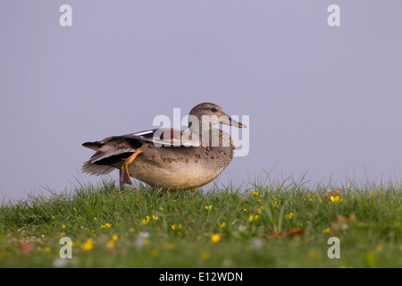 Canapiglia Anas strepera a Cley riserva naturale North Norfolk Foto Stock