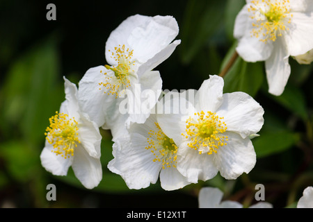 Giallo stamened fiori bianchi dell'arbusto sempreverde, Carpenteria californica Foto Stock