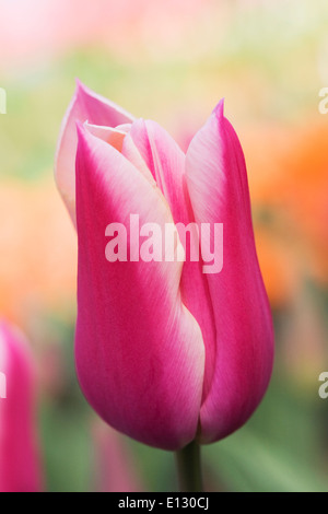 Tulipa 'Sanne'. Tulip in a Spring garden. Foto Stock