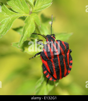 Rosso e nero a strisce italiano scarabeo o menestrello Bug (Graphosoma lineatum) Foto Stock