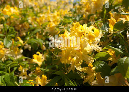 Masse abbondanti di delicati fiori di colore giallo brillante color senape fiori di rododendro un segno di primavera Foto Stock