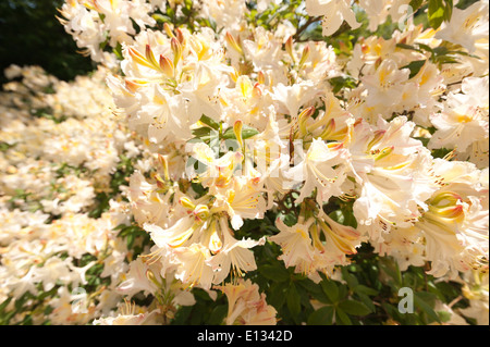 Abbondante di masse di grandi dimensioni Delicate blossom color crema pallido giallo e bianco Azalea decidui fiori Foto Stock
