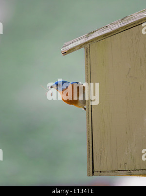 Maschio Bluebird orientale portando materiale nido alla casella di bluebird Foto Stock